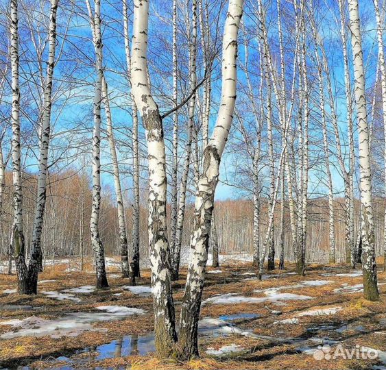 Березовый сок (замороженный)