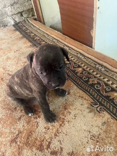 Продам Щенки Амстафа