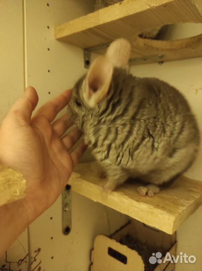Шиншилла
