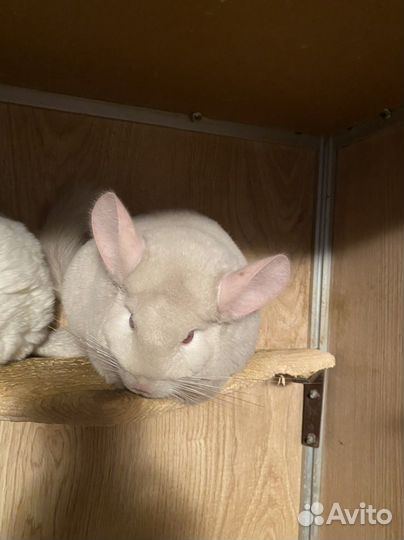 Шиншилла самка-Зеленоград