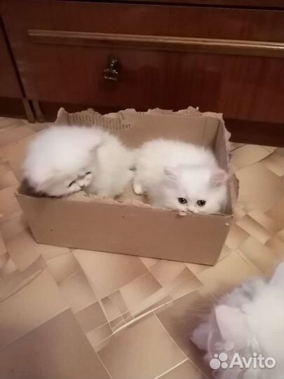 Персидские котята