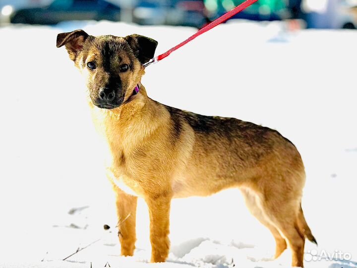 Маленькая собачка бесплатно