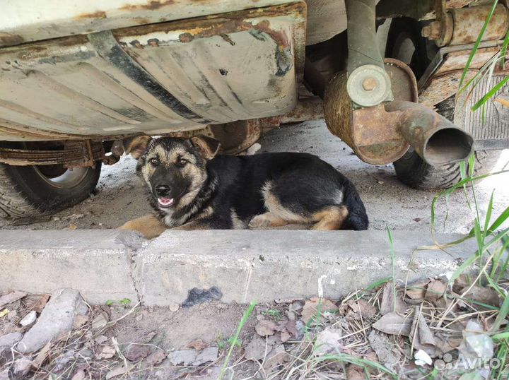 Щенок в добрые руки