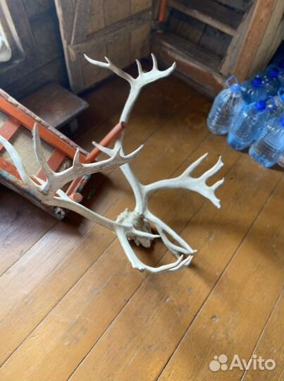Рога оленя