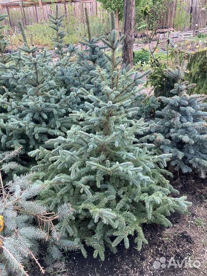 Ель взрослая голубая из питомника растений