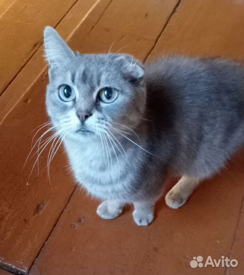 Кошки мышеловки