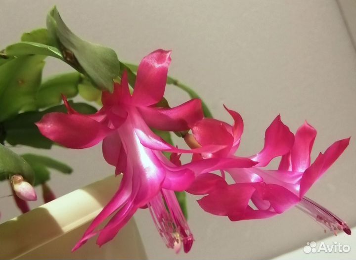 Шлюмбергера декабрист суккулент