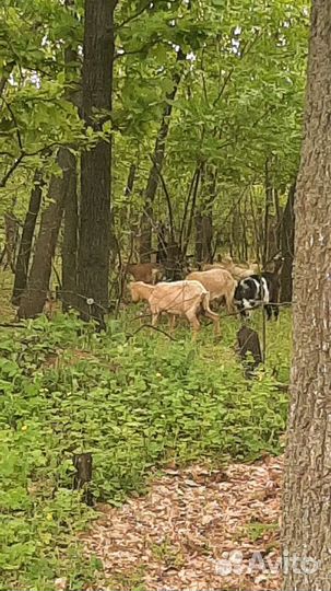 Козье молоко