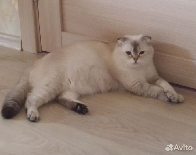 Котята и вязка