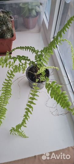 Папоротники