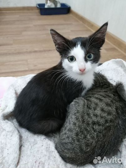 Котёнок мальчик