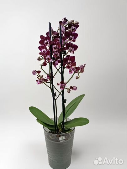 Орхидея мультифлора