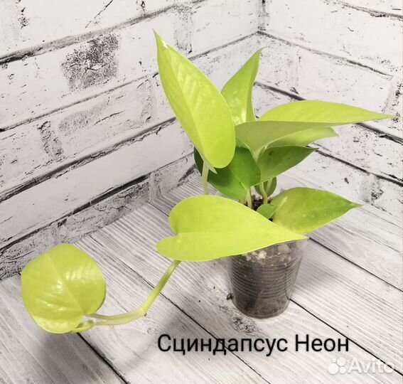 Сциндапсусы, эпипремнумы