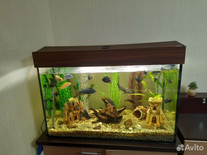 Приобретение аквариума