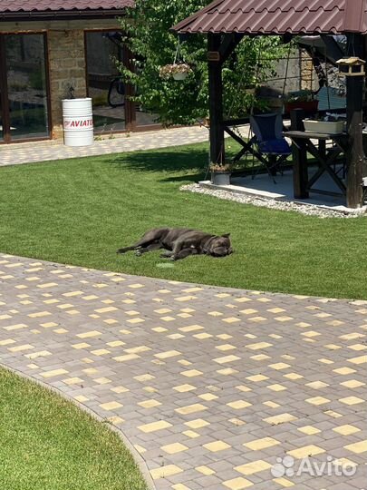 Кане Корсо вязка