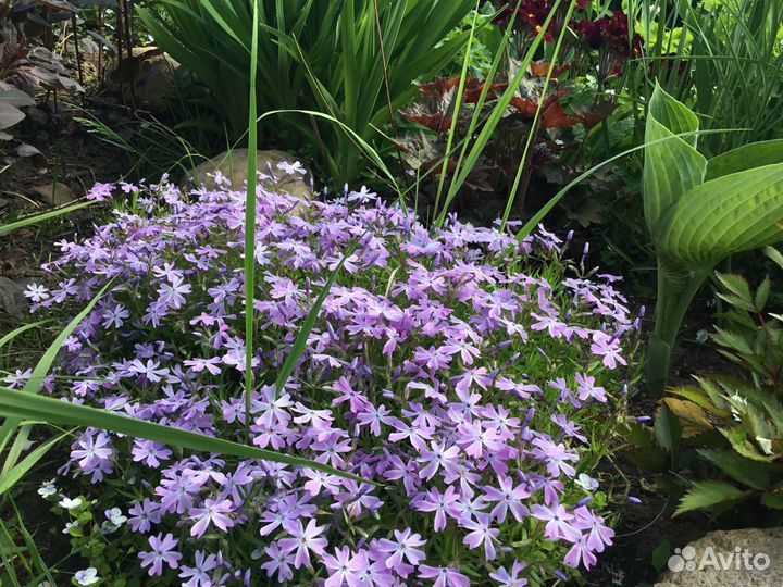 Саженцы многолетних