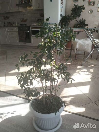 Фикус бенджамина