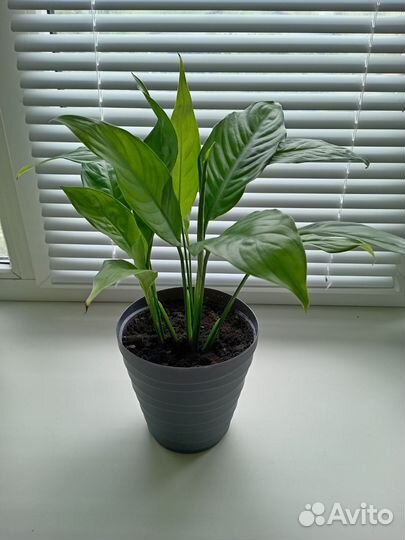 Спатифиллум