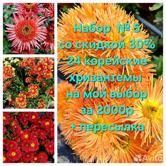 Черенки хризантемы набором