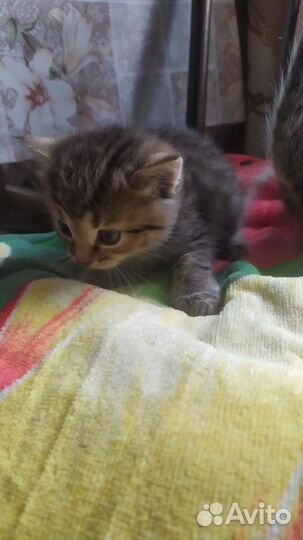Котята