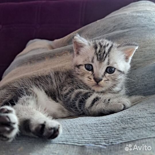 Кот в добрые руки бесплатно