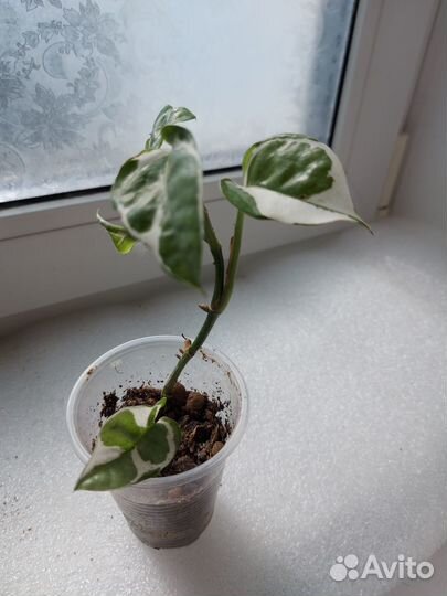 Эпипремнум энджой