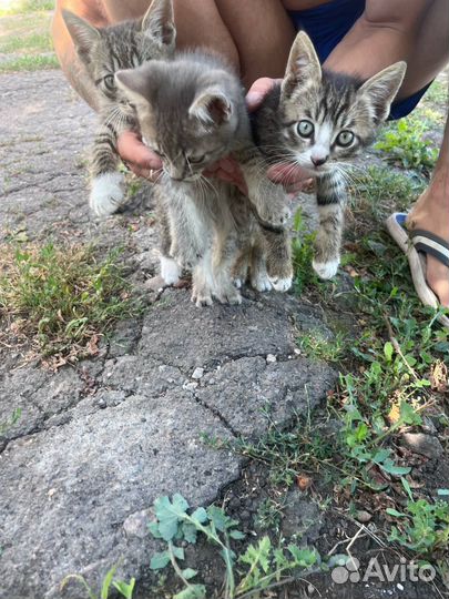 Котята в добрые руки бесплатно