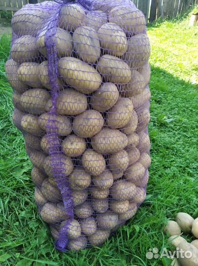 Продается крупный картофель