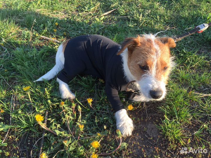 Одежда для собак