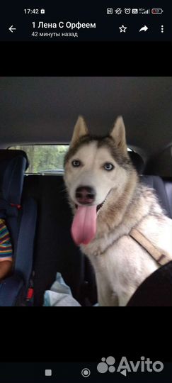 Хаски найдена ищем хозяев