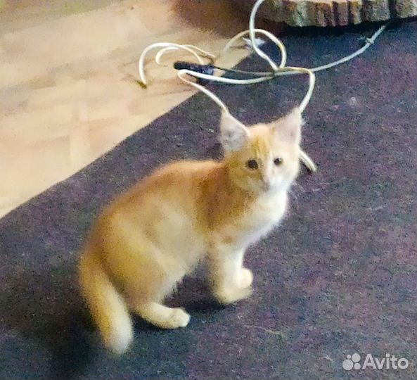 Кошка в дар