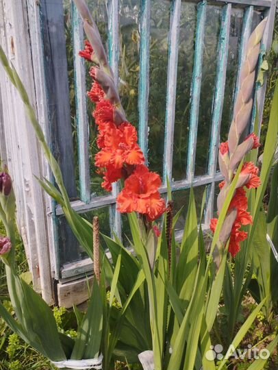 Гладиолусы луковицы