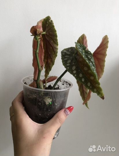 Бегония макулата