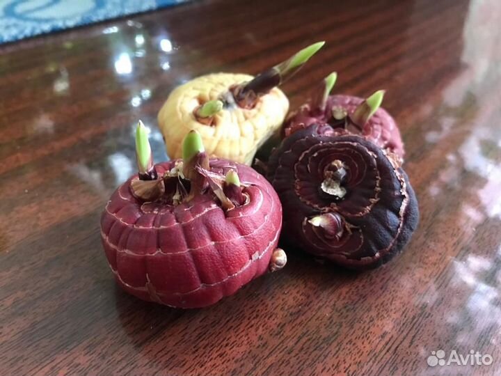 Гладиолусы луковицы