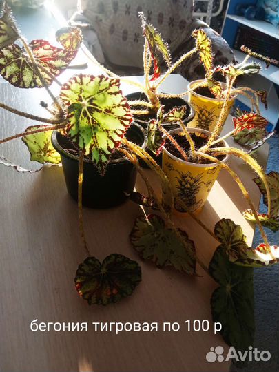 Бегония тигровая