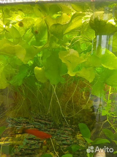 Растения рыбки