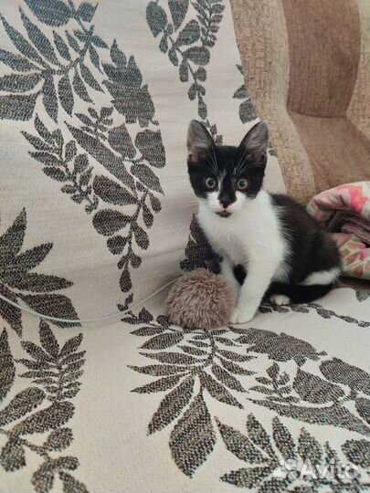 Котёнок ищет дом