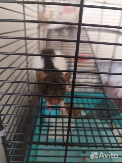 Две крысы с клеткой