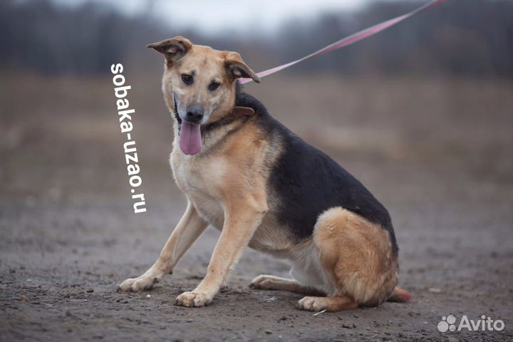 Мир за решеткой собака в дар в добрые руки