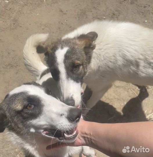 Собака для охраны