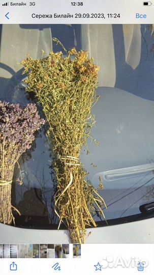 Трава для чая душица