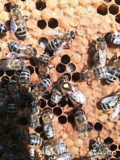 Пчеломатки карника 2023 пчелопакеты с матками 2023