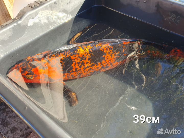 Рыбки для пруда