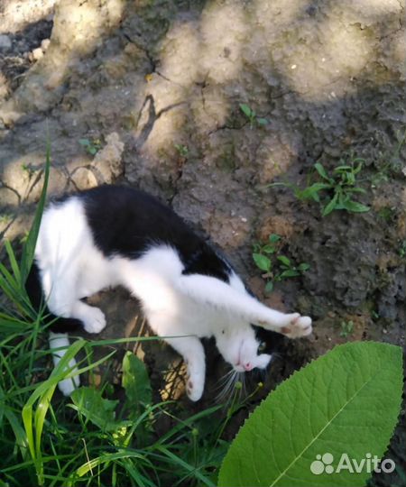 Котик Мурзик с золотыми глазками с подводкой в дар