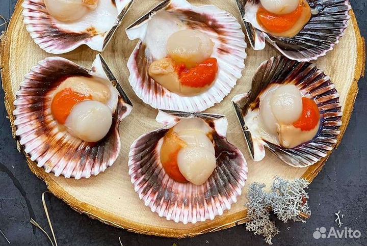 Морской гребешок на полустворке