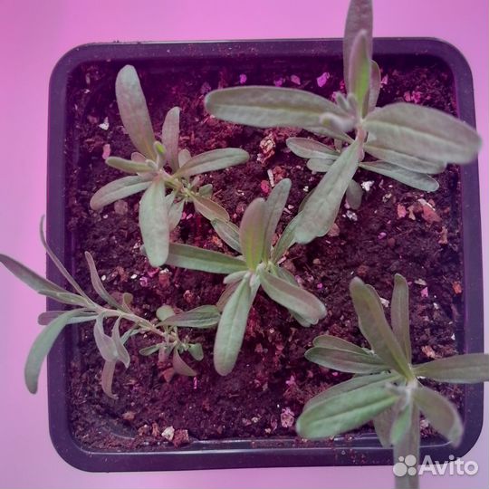 Лаванда узколистная. Рассада