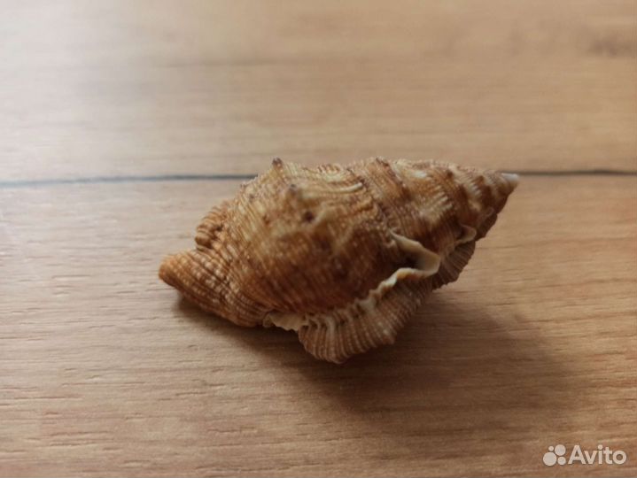 Морская раковина