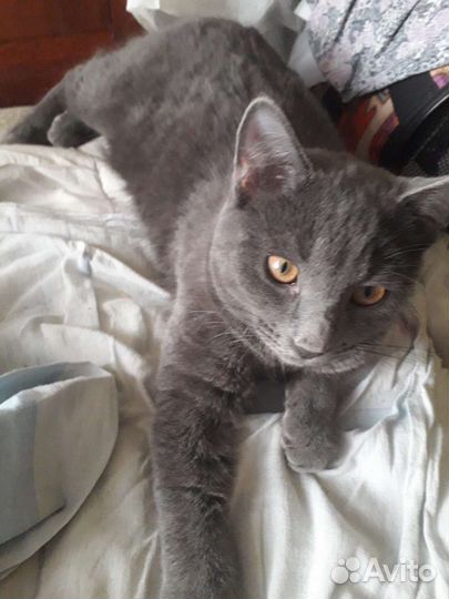 Подросток метис русской голубой в дар 6 мес