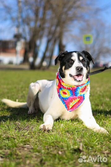 Бим грустит