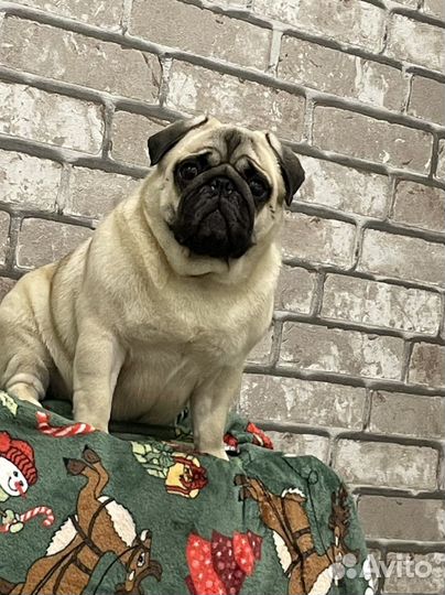 Мопс вязка мальчик